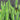 Lincolnshire Pond Plants Oxygenating Pack Potted-990