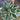Hosta for. 'Patriot' - Marginal Pond Plants - Pond Plants - Water Plants-None-9 cm-0