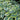 Hosta first frost - Marginal Pond Plants - Pond Plants - Water Plants-0