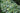 Hosta first frost - Marginal Pond Plants - Pond Plants - Water Plants-0