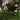 Hottonia Palustris - Marginal Pond Plants - Pond Plants - Water Plants-0
