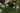Hottonia Palustris - Marginal Pond Plants - Pond Plants - Water Plants-0