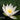 Hermine water lily - pond plants water lilies aquatic plants-0