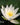 Hermine water lily - pond plants water lilies aquatic plants-0