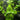 Hydrocotyle leucocephala - Aquarium Plants -0