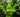 Hydrocotyle leucocephala - Aquarium Plants -0