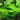 Hydrocotyle Leucocephala - submerged - Aquarium Strands-0