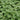 Lincolnshire Pond Plants Oxygenating Pack Potted-993