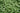 Lincolnshire Pond Plants Oxygenating Pack Potted-993