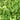 Lincolnshire Pond Plants Oxygenating Pack Potted-992