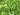Lincolnshire Pond Plants Oxygenating Pack Potted-992