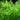 Hygrophila Difformis - submerged - Aquarium 5 Strands-0