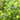 Veronica beccabunga (Brooklime) - Marginal Pond Plants - Pond Plants - Water Plants-1 Ltr-19663