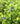 Veronica beccabunga (Brooklime) - Marginal Pond Plants - Pond Plants - Water Plants-1 Ltr-19663