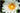 Innocence water lily - pond plants - water lilies - aquatic plants-0