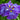Iris ensata 'Electric Rays' - Marginal Pond Plants - Pond Plants - Water Plants - Bog Plants-None-1 Ltr-0