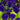 Iris ensata 'Loyalty' - Marginal Pond Plants - Pond Plants - Water Plants - Bog Plants-0