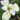 Iris louisiana ‘Her Highness’ - Marginal Pond Plants - Pond Plants - Water Plants-0