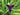 Lincolnshire Pond Plants Frog Marginal 8 Pack-907