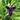 Lincolnshire Pond Plants dragonflies & damselflies Pack Potted-1038