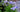 Iris ensata 'Edens Paintbrush' - Marginal Pond Plants - Pond Plants - Water Plants - Bog Plants-0