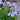 Iris Ensata Eden's Paint Brush - BP117 Packs