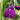 Iris ensata ‘Variegata’ (Variegated Japanese clematis iris)-None-9 cm-0