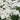 Iris Kaempferi 'White Lady' - Marginal Pond Plants - Pond Plants - Water Plants-0