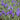 Iris laevigata 'Var' - Marginal Pond Plants - Pond Plants - Water Plants-0