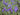 Iris laevigata 'Var' - Marginal Pond Plants - Pond Plants - Water Plants-0