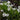 Iris laevigata 'white' - Marginal Pond Plants - Pond Plants - Water Plants-0