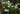 Iris laevigata 'white' - Marginal Pond Plants - Pond Plants - Water Plants-None-9 cm-0