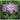 Iris Louisiana Heather Stream - Marginal Pond Plants - Pond Plants - Water Plants-0