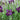 Iris louisiana ‘Pegaletta’ - Marginal Pond Plants - Pond Plants - Water Plants-None-1 Ltr-0