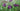 Iris louisiana ‘Pegaletta’ - Marginal Pond Plants - Pond Plants - Water Plants-None-1 Ltr-0