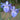 Iris 'Louisiana Sea Wisp' - Marginal Pond Plants - Pond Plants - Water Plants - Bog Plants-0