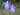 Iris 'Louisiana Sea Wisp' - Marginal Pond Plants - Pond Plants - Water Plants - Bog Plants-0