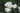 Iris ensata 'Snow Queen' - Marginal Pond Plants - Pond Plants - Water Plants-0