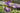 Iris Ensata 'Sparkling Rose' - Marginal Pond Plants - Pond Plants - Water Plants-0