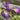 Iris sibirica (Sparkling Rose) - Marginal Pond Plants - Pond Plants - Water Plants-0