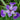 Iris versicolor (Blue flag or Poison flag) - Marginal Pond Plants - Pond Plants - Water Plants-0
