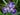 Iris versicolor (Blue flag or Poison flag) - Marginal Pond Plants - Pond Plants - Water Plants-0