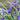 Iris Versicolor - Dark Aura - Marginal Pond Plants - Pond Plants - Water Plants - Bog Plants-0