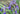 Iris Versicolor - Dark Aura - Marginal Pond Plants - Pond Plants - Water Plants - Bog Plants-None-1 Ltr-0