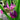 Lincolnshire Pond Plants Bee Pack Potted-943