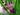 Lincolnshire Pond Plants Crested Newt Marginal 8 Pack Potted-921