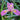 Iris Versicolor - Pacifica - Marginal Pond Plants - Pond Plants - Water Plants - Bog Plants-0