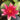 James Brydon water lily - pond plants water lilies aquatic plants-19873