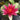 James Brydon water lily - pond plants water lilies aquatic plants-19872