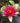 James Brydon water lily - pond plants water lilies aquatic plants-19872